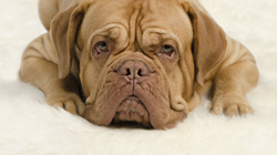 Pet Products